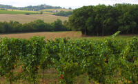 Viñedos en la Domaine du Grand Comté. Al fondo Roquelaure